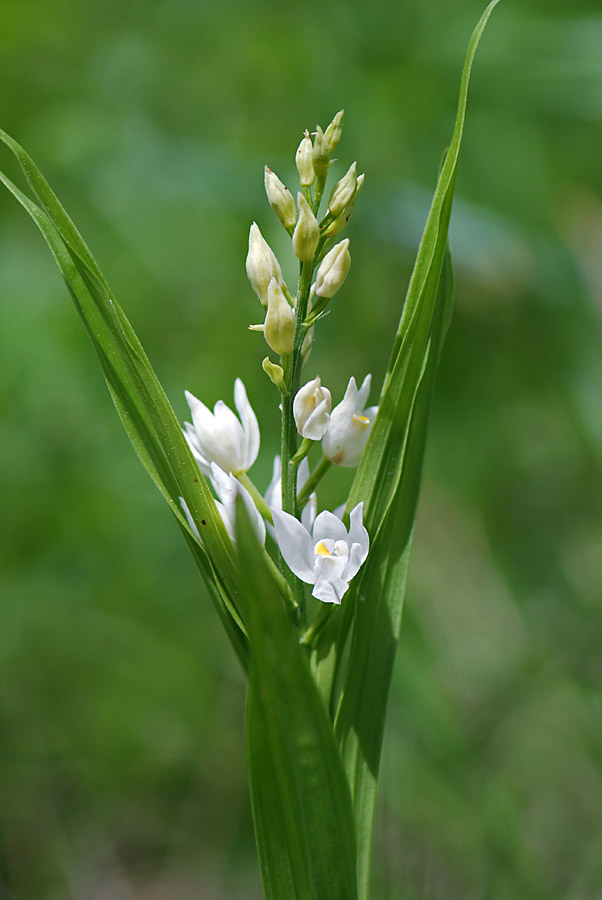 Cephalanthera longifolia